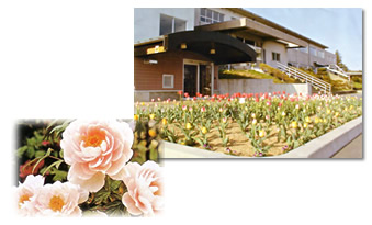 �����̕��i