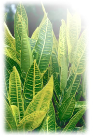 �Ƒ��̌��N�앶�R���N�[���C���[�W�摜