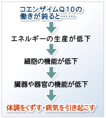 �R�G���U�C��Q10�̓������݂�Ɓc�c�G�l���M�[�̐��Y�A�זE�̋@�\�A�����튯�̋@�\���ቺ���A�̒�������������A�a�C�������N�����܂��B