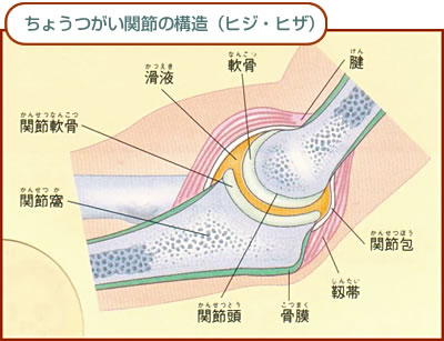 ���傤�����֐߂̍\��