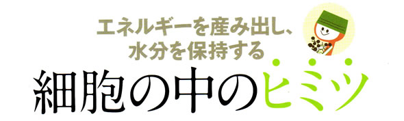 �G�l���M�[���Y�ݏo���A������ێ�����זE�̒��̃q�~�c