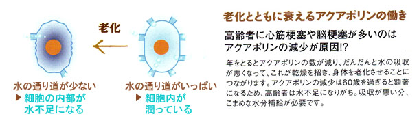 �V���ƂƂ��ɐ�����A�N�A�|�����̓���