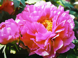 �{��쉲�O���̉��O