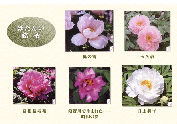 �ڂ���̖���